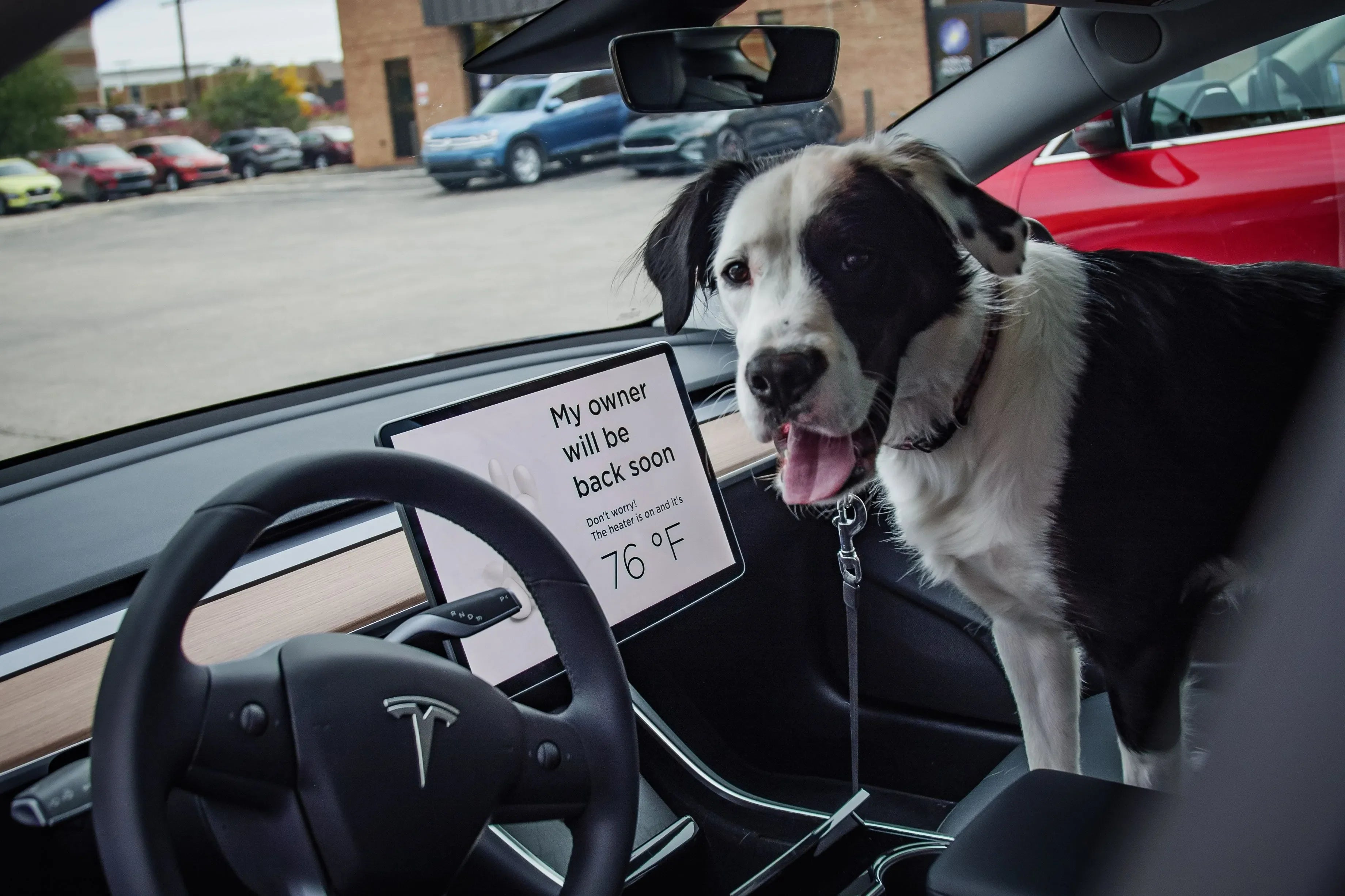 Pet-friendly EV Travel